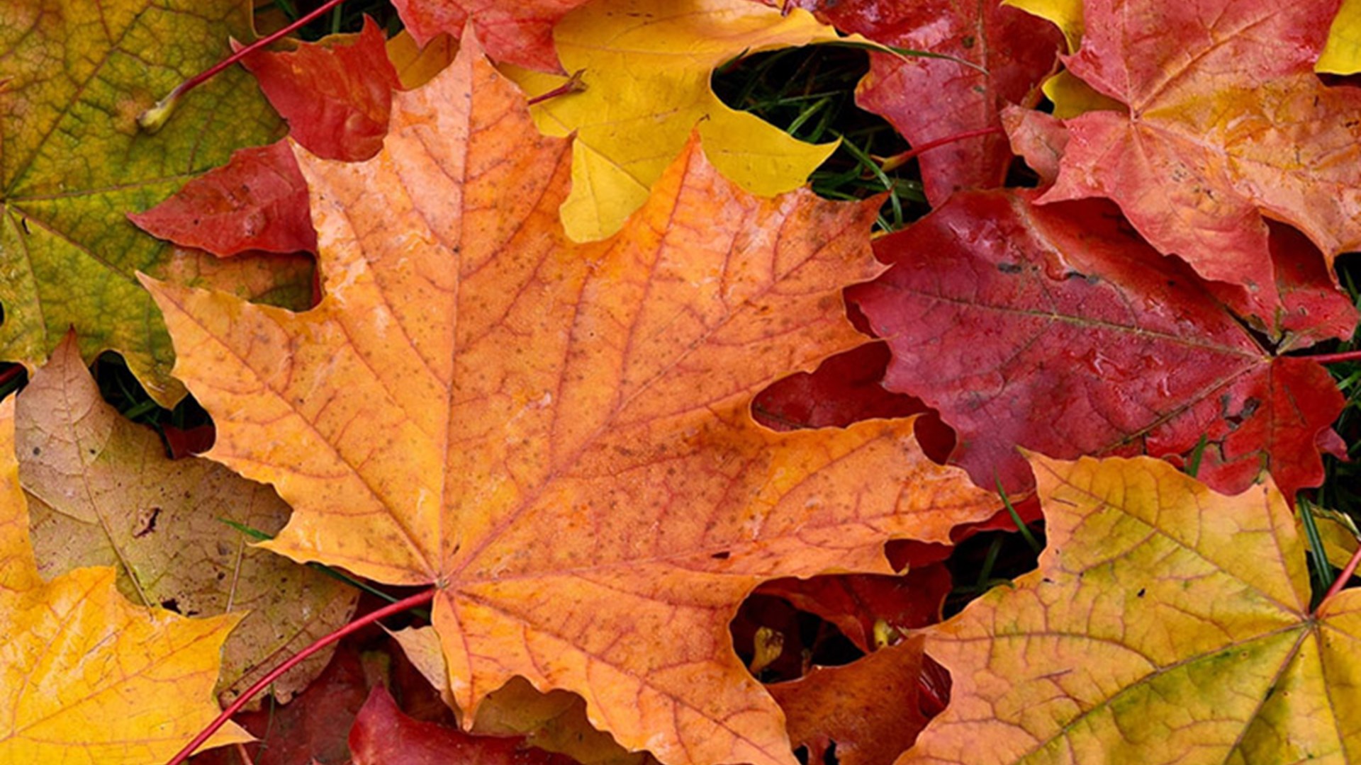 Fall Leaves